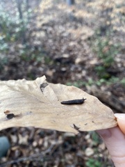 Megapallifera mutabilis