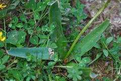 Muscari