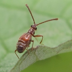 Pselaphinae
