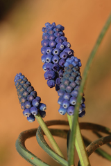 Muscari bourgaei
