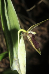 Pleurothallis punctulata