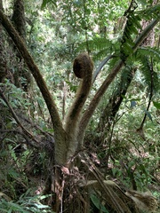 Sphaeropteris