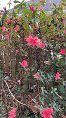 Rhododendron indicum