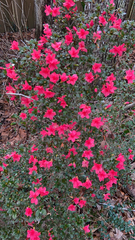 Rhododendron indicum