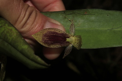 Pleurothallis punctulata
