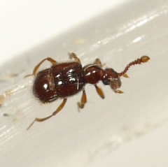 Pselaphinae