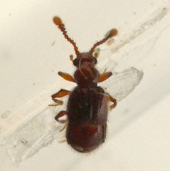 Pselaphinae
