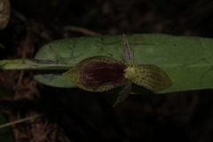 Pleurothallis punctulata