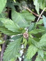 Centratherum punctatum