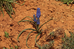 Muscari bourgaei