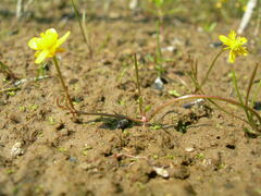Ranunculus reptans