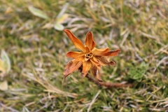 Anemonastrum tenuicaule