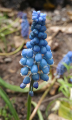 Muscari bourgaei