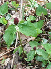 Trillium sessile