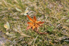 Anemonastrum tenuicaule