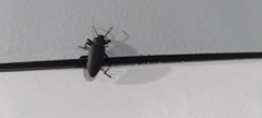 Ctenoscelis acanthopus