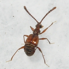 Pselaphinae