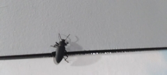 Ctenoscelis acanthopus