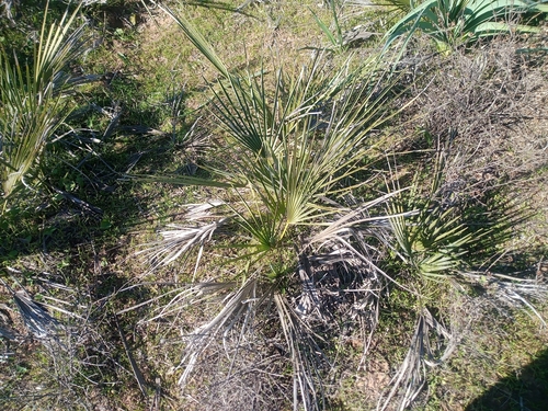 Mediterranean fan palm