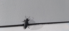 Ctenoscelis acanthopus