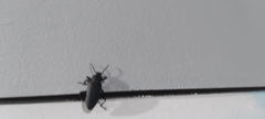 Ctenoscelis acanthopus