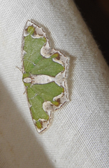 Eucyclodes insperata