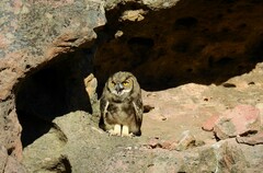 Bubo virginianus magellanicus