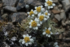 Leucogenes grandiceps