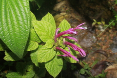 Siphocampylus cordatus