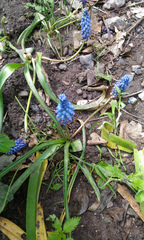 Muscari bourgaei