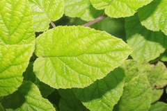 Siphocampylus cordatus