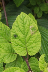 Siphocampylus cordatus