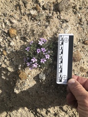 Langloisia setosissima setosissima