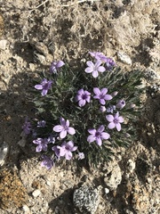 Langloisia setosissima setosissima