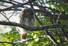 Glaucidium nana