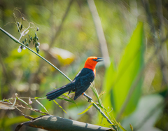 Amblyramphus holosericeus