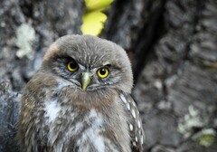 Glaucidium nana