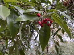 Photinia davidiana