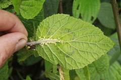 Siphocampylus cordatus