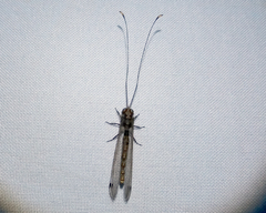 Ascalorphne macrocerca