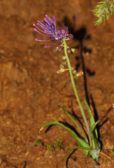 Muscari comosum