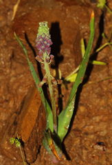 Muscari comosum