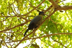 Tauraco porphyreolophus