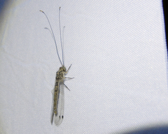 Ascalorphne macrocerca