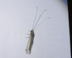 Ascalorphne macrocerca
