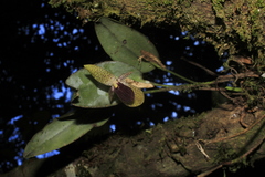 Pleurothallis punctulata