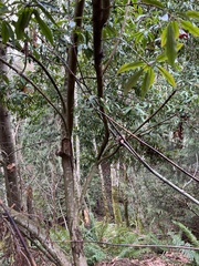 Photinia davidiana