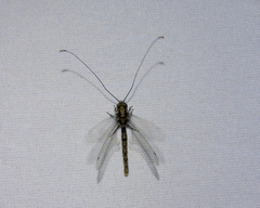 Ascalorphne macrocerca