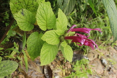 Siphocampylus cordatus