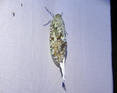 Phenax variegata